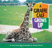 A_Giraffe_Calf_Grows_Up