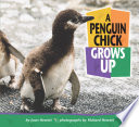 A_Penguin_Chick_Grows_Up