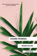 Evening_primrose