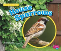 House_Sparrows